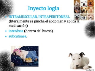 Inyecto logia
• INTRAMUSCULAR, INTRAPERITONEAL
(literalmente se pincha el abdomen y aplica la
medicación)
• interósea (dentro del hueso)
• subcutánea.
 