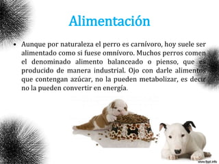 Alimentación
• Aunque por naturaleza el perro es carnívoro, hoy suele ser
alimentado como si fuese omnívoro. Muchos perros comen
el denominado alimento balanceado o pienso, que es
producido de manera industrial. Ojo con darle alimentos
que contengan azúcar, no la pueden metabolizar, es decir
no la pueden convertir en energía.
 