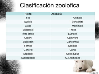 Clasificación zoolofica
Reino Animalia
Filo Animalia
Subfilo Vertebrata
Clase Mammalia
Subclase: Theria
Infra clase Eutheria
Orden: Carnivora
Suborden Caniformia
Familia Canidae
Género: Canis
Especie: Canis lupus
Subespecie: C. l. familiaris
 