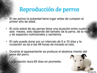 Reproducción de perros
• El las perros la pubertad tiene lugar antes de cumplan el
primer año de edad.
• El ciclo estral de las perras tiene una duración entre cuatro y
seis meses, esto depende del tamaño de la perra, de la raza
y de aspectos nutricionales y sanitarios.
• El celo puede durar por un intervalo de 5 a 10 días y la
ovulación se da a las 48 horas de iniciado el celo.
• Durante el apareamiento se produce el abotona miento del
pene del perro.
• La gestación dura 65 días en promedio.
 
