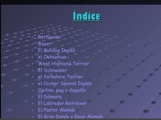 los perro ....expocioson de ICA Perros