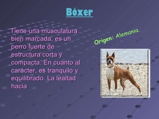 los perro ....expocioson de ICA Perros