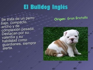 los perro ....expocioson de ICA Perros