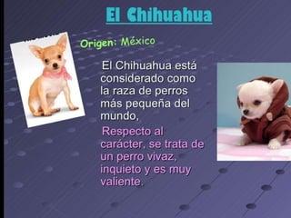 los perro ....expocioson de ICA Perros