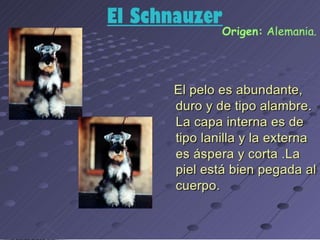 los perro ....expocioson de ICA Perros