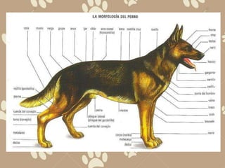 Anatomia externa del perro
 