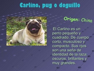 los perro ....expocioson de ICA Perros