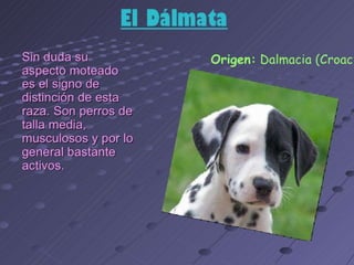 los perro ....expocioson de ICA Perros