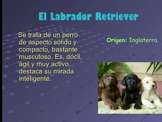 los perro ....expocioson de ICA Perros