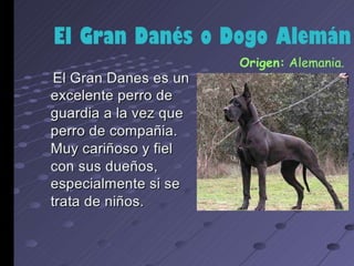 los perro ....expocioson de ICA Perros