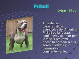 los perro ....expocioson de ICA Perros