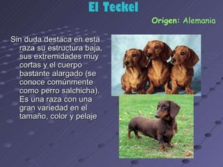 los perro ....expocioson de ICA Perros