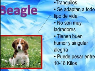 los perro ....expocioson de ICA Perros