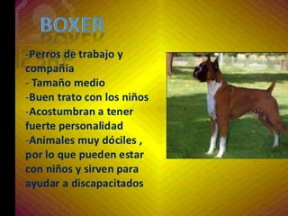 los perro ....expocioson de ICA Perros