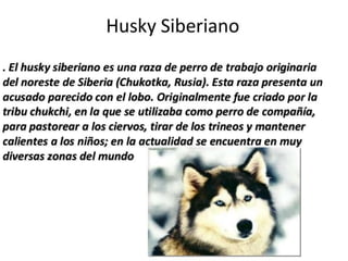 los perro ....expocioson de ICA Perros