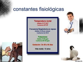 constantes fisiológicas
de un perro
 