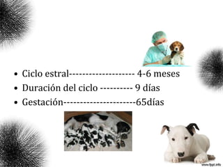 • Ciclo estral-------------------- 4-6 meses
• Duración del ciclo ---------- 9 días
• Gestación----------------------65días
 