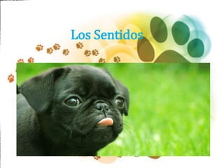 Los Sentidos
 