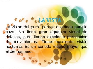 LA VISTA
La visión del perro parece diseñada para la
caza: No tiene gran agudeza visual de
detalles, pero tienen excelente percepción
de movimientos. Tiene excelente visión
nocturna. Es un sentido mucho mayor que
el del humano.
 