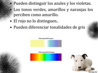 • Pueden distinguir los azules y los violetas.
• Los tonos verdes, amarillos y naranjas los
perciben como amarillo.
• El rojo no lo distinguen..
• Pueden diferenciar tonalidades de gris
 