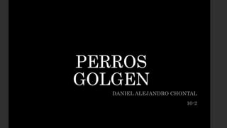 PERROS
GOLGEN
DANIEL ALEJANDRO CHONTAL
10-2
 