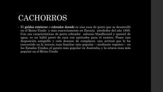 CACHORROS
• El golden retriever o cobrador dorado es una raza de perro que se desarrolló
en el Reino Unido y más concretamente en Escocia alrededor del año 1850.
Con sus características de perro cobrador sabueso bloodhound y spaniel de
agua, es un hábil perro de caza con aptitudes para el rastreo. Posee una
disposición amigable y está deseoso de complacer, una actitud que lo ha
convertido en la tercera raza familiar más popular —mediante registro— en
los Estados Unidos, el quinto más popular en Australia, y la octava raza más
popular en el Reino Unido
 
