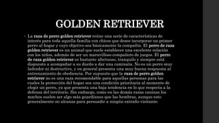 GOLDEN RETRIEVER
• La raza de perro golden retriever reúne una serie de características de
interés para toda aquella familia con chicos que desee incorporar un primer
perro al hogar y cuyo objetivo sea básicamente la compañía. El perro de raza
golden retriever es un animal que suele establecer una excelente relación
con los niños, además de ser un maravilloso compañero de juegos. El perro
de raza golden retriever es bastante afectuoso, tranquilo y siempre está
dispuesto a acompañar a su dueño a dar una caminata. No es un perro muy
ladrador ni destructivo, y en general presenta una muy buena respuesta al
entrenamiento de obediencia. Por supuesto que la raza de perro golden
retriever no es una raza recomendable para aquellas personas para las
cuales la protección del hogar sea una condición prioritaria al momento de
elegir un perro, ya que presenta una baja tendencia en lo que respecta a la
defensa del territorio. Sin embargo, como en las demás razas caninas los
machos suelen ser algo más guardianes que las hembras, aunque esto
generalmente no alcanza para persuadir a ningún extraño visitante.
 