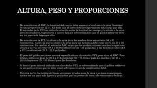 ALTURA, PESO Y PROPORCIONES
• De acuerdo con el AKC, la longitud del cuerpo debe superar a la altura a la cruz (hombros)
en una proporción de 12:11. Es decir que el perro debe ser ligeramente más largo que alto.
El estándar de la FCI no indica la relación entre la longitud del cuerpo y la altura a la cruz,
pero los criadores, expositores y jueces dan por sobreentendido que el golden retriever debe
ser un poco más largo que alto.
• De acuerdo con la FCI, la altura a la cruz para los machos debe estar entre 56 y 61
centímetros, mientras que la altura a la cruz para las hembras debe estar entre los 51 y 56
centímetros. En cambio, el estándar AKC exige que los golden retriever machos tengan una
altura a la cruz de entre 58,4 y 60,9 centímetros (23 - 24 pulgadas) y las hembras entre 54,6
y 57,1 centímetros (21,5 - 22,5 pulgadas).
• El peso del golden retriever no está especificado en el estándar FCI, pero sí en el AKC. Este
último, indica un peso de 29,5 a 34 kilogramos (65 - 75 libras) para los machos y de 25 a
29,5 kilogramos (55 - 65 libras) para las hembras.
• Si bien el peso no está indicado en el estándar FCI, se sobreentiende que el golden retriever
es un perro atlético que no debe tener sobrepeso ni ser de constitución débil.
• Por otra parte, los perros de líneas de campo, criados para la caza y no para exposiciones,
suelen ser un poco más ligeros y pequeños que los perros de líneas de estructura y belleza.
 
