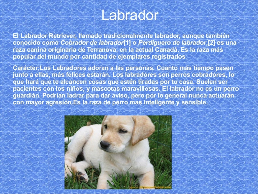 Perros