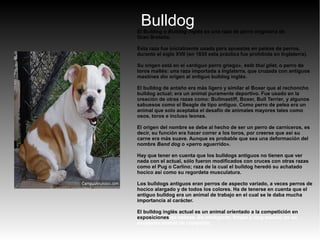 BulldogEl Bulldog o Bulldog inglés es una raza de perro originaria de
Gran Bretaña.
Esta raza fue inicialmente usada para apuestas en peleas de perros,
durante el siglo XVII (en 1835 esta práctica fue prohibida en Inglaterra).
Su origen está en el «antiguo perro griego», kelb thal gliet, o perro de
toros maltés: una raza importada a Inglaterra, que cruzada con antiguos
mastines dio origen al antiguo bulldog inglés.
El bulldog de antaño era más ligero y similar al Boxer que al rechoncho
bulldog actual; era un animal puramente deportivo. Fue usado en la
creación de otras razas como: Bullmastiff, Boxer, Bull Terrier, y algunos
sabuesos como el Beagle de tipo antiguo. Como perro de pelea era un
animal que solo aceptaba el desafío de animales mayores tales como
osos, toros e incluso leones.
El origen del nombre se debe al hecho de ser un perro de carniceros, es
decir, su función era hacer correr a los toros, por creerse que así su
carne era más suave. Aunque es probable que sea una deformación del
nombre Band dog o «perro aguerrido».
Hay que tener en cuenta que los bulldogs antiguos no tienen que ver
nada con el actual, sólo fueron modificados con cruces con otras razas
como el Pug o Carlino; raza de la cual el bulldog heredó su achatado
hocico así como su regordeta musculatura.
Los bulldogs antiguos eran perros de aspecto variado, a veces perros de
hocico alargado y de todos los colores. Ha de tenerse en cuenta que el
antiguo bulldog era un animal de trabajo en el cual se le daba mucha
importancia al carácter.
El bulldog inglés actual es un animal orientado a la competición en
exposiciones de belleza. Es inteligente, limpio y muy manso; es un
excelente animal de compañía.
 