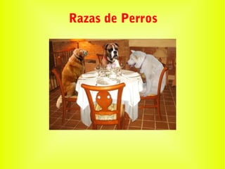 Razas de Perros
 