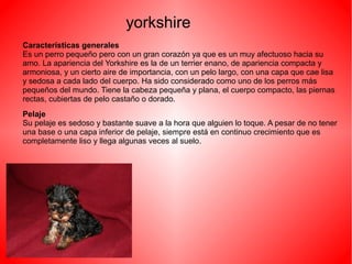 yorkshire
Características generales
Es un perro pequeño pero con un gran corazón ya que es un muy afectuoso hacia su
amo. La apariencia del Yorkshire es la de un terrier enano, de apariencia compacta y
armoniosa, y un cierto aire de importancia, con un pelo largo, con una capa que cae lisa
y sedosa a cada lado del cuerpo. Ha sido considerado como uno de los perros más
pequeños del mundo. Tiene la cabeza pequeña y plana, el cuerpo compacto, las piernas
rectas, cubiertas de pelo castaño o dorado.
Pelaje
Su pelaje es sedoso y bastante suave a la hora que alguien lo toque. A pesar de no tener
una base o una capa inferior de pelaje, siempre está en continuo crecimiento que es
completamente liso y llega algunas veces al suelo.
 