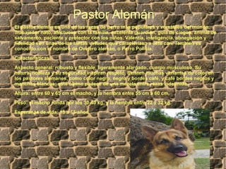 Pastor Alemán
El pastor alemán es una de las razas de perro más populares y versátiles del mundo.
Trabajador nato, afectuoso con la familia, excelente guardián, guía de ciegos, animal de
salvamento, paciente y protector con los niños. Valentía, inteligencia, abnegación y
fidelidad son unas de las tantas virtudes que caracterizan a este can. También es
conocido con el nombre de Ovejero alemán, o Perro Policía
Características:
Aspecto general: robusto y flexible, ligeramente alargado, cuerpo musculoso. Su
natural nobleza y su seguridad inspiran respeto. Existen muchas variantes de color en
los pastores alemanes, como color negro, negro y bordes café, y café bordes negros y
manchas blancas; este último padece de una mezcla entre razas indefinida.
Altura: entre 60 y 65 cm el macho, y la hembra entre 55 cm a 60 cm.
Peso: el macho ronda por los 30-40 kg, y la hembra entre 22 y 32 kg.
Esperanza de vida: 13 a 15 años.
 