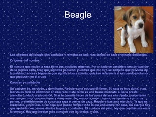 Beagle
Los orígenes del beagle son confusos y remotos.es una raza canina de caza originaria de Europa.
Origenes del nombre.
El nombre que recibe la raza tiene dos posibles orígenes. Por un lado se considera una derivación
de la palabra celta beag que significa pequeño, mientras que por otro se sostiene que proviene de
la palabra francesa begueule que significa boca abierta, quizá en referencia al estruendoso clamor
que producen en el grupo
Carácter y cualidades
Su carácter es, nervioso, y dominante. Requiere una educación firme. Su cara es muy dulce, y su
ladrido es facil de identificar en esta raza. Este perro es una buena mascota, si se le presta
atención cuidado y educación. Si se le permite hacer de las suyas de vez en cuando, puede tener
un caracter muy independiente y dominante. Se comporta mejor cuando se mantiene con otros
perros, preferiblemente de su propia raza o perros de caza. Requiere bastante ejercicio. Ya que es
insaciable, y nervioso, si se deja solo puede romper todo lo que encuentre por casa. Su energia hay
que agotarla con paseos diarios largos y constantes. El cuidado del pelo, hay que cepillar una vez a
la semana. Hay que prestar mas atencion con las orejas, y ojos.
 