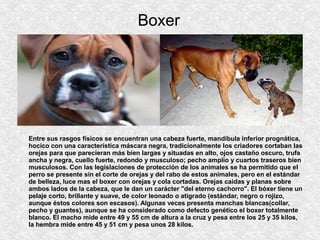 Boxer
Entre sus rasgos físicos se encuentran una cabeza fuerte, mandíbula inferior prognática,
hocico con una característica máscara negra, tradicionalmente los criadores cortaban las
orejas para que parecieran más bien largas y situadas en alto, ojos castaño oscuro, trufa
ancha y negra, cuello fuerte, redondo y musculoso; pecho amplio y cuartos traseros bien
musculosos. Con las legislaciones de protección de los animales se ha permitido que el
perro se presente sin el corte de orejas y del rabo de estos animales, pero en el estándar
de belleza, luce mas el boxer con orejas y cola cortadas. Orejas caidas y planas sobre
ambos lados de la cabeza, que le dan un carácter "del eterno cachorro". El bóxer tiene un
pelaje corto, brillante y suave, de color leonado o atigrado (estándar, negro o rojizo,
aunque éstos colores son escasos). Algunas veces presenta manchas blancas(collar,
pecho y guantes), aunque se ha considerado como defecto genético el boxer totalmente
blanco. El macho mide entre 49 y 55 cm de altura a la cruz y pesa entre los 25 y 35 kilos,
la hembra mide entre 45 y 51 cm y pesa unos 28 kilos.
 