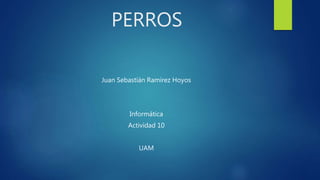 PERROS
Juan Sebastián Ramírez Hoyos
Informática
Actividad 10
UAM
 