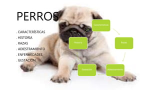 PERROS
. CARACTERÍSTICAS
. HISTORIA
. RAZAS
. ADIESTRAMIENTO
. ENFERMEDADES
. GESTACIÓN
Características
Razas
AdiestramientoGestación
Historia
 