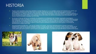 HISTORIA
 El perro o perro doméstico (Canis lupus familiaris) o también llamado can , es un mamífero carnívoro de la familia de los cánidos, que
constituye una subespecie del lobo (Canis lupus). Un estudio publicado por la revista Nature revela que, gracias al proceso
de domesticación, el organismo del perro se ha adaptado a cierta clase de alimentos, en este caso el almidón. Su tamaño o talla, su
forma y pelaje es muy diverso según la raza. Posee un oído y olfato muy desarrollados, siendo este último su principal órgano sensorial.
En las razas pequeñas puede alcanzar una longevidad de cerca de 20 años, con atención esmerada por parte del propietario, de otra
forma su vida en promedio es alrededor de los 15 años.
 Se cree que el lobo gris, del que es considerado una subespecie, es su antepasado más inmediato. Las pruebas arqueológicas
demuestran que el perro ha estado en convivencia cercana con los humanos desde hace al menos 9000 años, pero posiblemente desde
hace 14 000 años. Las pruebas fósiles demuestran que los antepasados de los perros modernos ya estaban asociados con los humanos
hace 100 000 años. Las investigaciones más recientes indican que el perro fue domesticado por primera vez en el este de Asia,
posiblemente en China; sin embargo, se ignora si todos los perros domésticos provienen de un mismo grupo o si el proceso de
domesticación se repitió varias veces.
 Hay aproximadamente 800 razas —más que de cualquier otro animal— que varían significativamente en tamaño, fisonomía y
temperamento, presentando una gran variedad de colores y de tipos de pelo según la raza de perro. Tienen una gran relación con los
humanos, para quien son animales de compañía, animales de guardia, perros de trabajo, perros de caza, perros de aguas, galgos de
carrera, perros guía, perros pastores o perros boyeros por ejemplo. En 2001, se estimaba que había 400 millones de perros en el mundo.
 