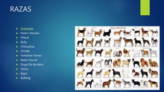 RAZAS
 Rottweiler
 Pastor Alemán
 Pitbull
 Bully
 Chihuahua
 Poodle
 Yorkshire Terrier
 Baset Hound
 Dogo De Burdeus
 Shitzu
 Bigol
 Bulldog
 