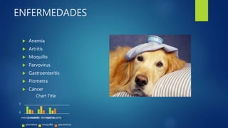 ENFERMEDADES
 Anemia
 Artritis
 Moquillo
 Parvovirus
 Gastroenteritis
 Piometra
 Cáncer
0
5
menor muertepromedio de muertesmayor muerte
Chart Title
piometra moquillo parvovirus
 