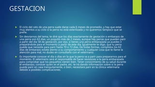 GESTACION
 El ciclo del celo de una perra suele darse cada 6 meses de promedio, y hay que estar
muy atentos a su ciclo si la perra no está esterilizada y no queremos tampoco que se
preñe.
 Sin desviarnos del tema, te diré que los días exactamente de gestación o embarazo de
una perra son 63 días, un poquito más de 2 meses, aunque hay perras que pueden parir
a partir del día 58 de gestación, por eso, si tienes una perra embarazada ya puedes ir
preparándote para el momento a partir de este día. Igualmente te digo, que tu perra
puede que necesite para parir hasta 70 o 72 días. De todas formas, cumplidos los 63
días de embarazo estate atento a su comportamiento y cualquier cosa que te llame la
atención para mal, no dudes en consultarlo con el veterinario.
 Es importante conocer el día o días en la que la perra va a parir para prepararnos para el
momento. El veterinario será el responsable de hacer revisiones a la perra embarazada
para comprobar que los pequeños vienen bien. Tener conocimiento de su salud durante
el embarazo, conocer quién es el padre, etc. te irá dando información sobre si la perra
puede parir en casa tranquilamente, o bien, necesitará parir en la clínica veterinaria
debido a posibles complicaciones.
 