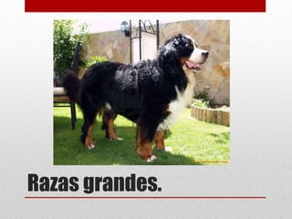 Razas grandes.
 