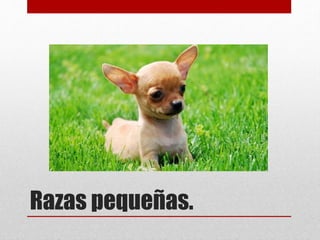 Razas pequeñas.
 