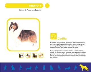 GRUPO 1
Perros de Pastoreo y Boyeros
Es una raza muy popular en México y en el mundo (sobre todo
por la serie televisiva Lassie). Su nombre tuvo origen en la raza
de borregos Colley a los cuales en la antigüedad cuidaba. Se
considera el perro ideal para el pastoreo de ovejas.
Es un perro que debe expresar fuerza en su estructura física, y
agilidad sin rastro de alguna tosquedad, bien balanceado. El Collie
presenta un porte orgulloso de verdadero equilibrio, cada parte
está en una proporción armoniosa a cada una de las otras partes
y al conjunto.
Collie
 
