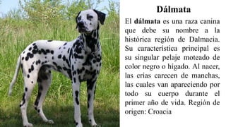 Dálmata
El dálmata es una raza canina
que debe su nombre a la
histórica región de Dalmacia.
Su característica principal es
su singular pelaje moteado de
color negro o hígado. Al nacer,
las crías carecen de manchas,
las cuales van apareciendo por
todo su cuerpo durante el
primer año de vida. Región de
origen: Croacia
 