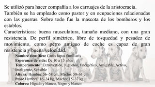Se utilizó para hacer compañía a los carruajes de la aristocracia.
También se ha empleado como pastor y en ocupaciones relacionadas
con las guerras. Sobre todo fue la mascota de los bomberos y los
establos.
Características: buena musculatura, tamaño mediano, con una gran
resistencia. De perfil simétrico, libre de tosquedad y pesadez de
movimiento, como perro antiguo de coche es capaz de gran
resistencia y buena velocidad.
Nombre científico: Canis lupus familiaris
Esperanza de vida: De 10 a 13 años
Temperamento: Extrovertido, Juguetón, Energético, Amigable, Activo,
Inteligente, Sensible
Altura: Hembra: 56–58 cm, Macho: 58–61 cm
Peso: Hembra: 16–24 kg, Macho: 15–32 kg
Colores: Hígado y blanco, Negro y blanco
 