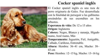 El Cocker spaniel inglés es una raza de
perro originaria de Gales. Fue desarrollada
con la finalidad de perseguir a las gallinetas
arreándolas de sus escondites en los
arbustos.
Esperanza de vida: De 12 a 15 años
Origen: Inglaterra
Colores: Negro, Blanco y naranja, Hígado
ruano, Azul ruano, Más
Temperamento: Juguetón, Fiel, Amigable,
Callado, Cariñoso, Entrenable.
Altura: Hembra: 36–41 cm, Macho: 38–
43 cm
Peso: Hembra: 12–15 kg, Macho: 13–16 kg
Cocker spaniel inglés
 