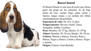 Basset hound
El Basset Hound es una raza de perro que forma
parte del grupo de los sabuesos. Es de baja
altura de cruz, cuerpo largo, patas cortas y
fuertes, largas orejas y un sentido del olfato
extremadamente desarrollado.
Esperanza de vida: De 10 a 12 años
Temperamento: Devoto, Gentil, Tenaz,
Amigable, Afable, Cariñoso
Peso: Hembra: 20–27 kg, Macho: 23–29 kg
Altura: Hembra: 28–36 cm, Macho: 30–38 cm
Colores: Marrón y blanco, Tricolor, Rojo y
blanco, Negro y blanco, Limón y blanco, Negro
y marrón
Origen: Francia, Gran Bretaña
 