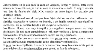 Generalmente se le usa para la caza de venados, liebres y zorros, entre otros
animales como el faisán, ya que su caza es más especializada. El origen de esta
raza data de finales del siglo XIX, cuando un perro inglés fue cruzado con
un Blood Hound.
Los Basset Hound son de origen francés(de ahí su nombre, «Basset», que
significa «pequeño» o «enano» en francés, y del inglés «hound», que significa
«sabueso», así su nombre tiende a ser «pequeño sabueso»)
Los Basset Hound son muy tranquilos y amigables, aunque suelen ser muy
obstinados. Es una raza especialmente leal, muy cariñosa y juega alegremente
con los niños. Con los extraños también suelen ser muy cariñosos.
En comparación con otras razas suelen ser perros muy sanos, pero a veces
suelen sufrir algunas enfermedades como glaucoma y conjuntivitis.
El pelo necesita cepillarse. Esta raza tiende a comer muy frecuentemente por lo
que se debe cuidar su alimentación, para que no sufran de sobrepeso.
 