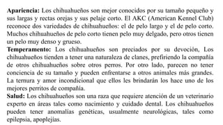 Apariencia: Los chihuahueños son mejor conocidos por su tamaño pequeño y
sus largas y rectas orejas y sus pelaje corto. El AKC (American Kennel Club)
reconoce dos variedades de chihuahueños: el de pelo largo y el de pelo corto.
Muchos chihuahueños de pelo corto tienen pelo muy delgado, pero otros tienen
un pelo muy denso y grueso.
Temperamento: Los chihuahueños son preciados por su devoción, Los
chihuahueños tienden a tener una naturaleza de clanes, prefiriendo la compañía
de otros chihuahueños sobre otros perros. Por otro lado, parecen no tener
conciencia de su tamaño y pueden enfrentarse a otros animales más grandes.
La ternura y amor incondicional que ellos les brindarán los hace uno de los
mejores perritos de compañía.
Salud: Los chihuahueños son una raza que requiere atención de un veterinario
experto en áreas tales como nacimiento y cuidado dental. Los chihuahueños
pueden tener anomalías genéticas, usualmente neurológicas, tales como
epilepsia, apoplejías.
 